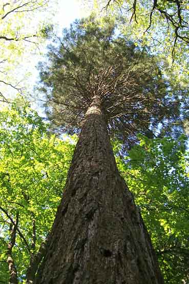 OK - zugegeben, ist zwar kein einheimisches Gew&auml;chs - steht aber nichtsdestotrotz bei uns um die Ecke!